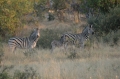 3 zebra